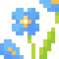 Meconopsis