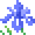 Iris Sibirica