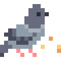 Pigeon
