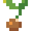Seed