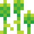 Asparagus