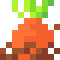 Carrot