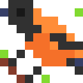 Hooded Pitohui