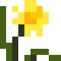 Narcissus