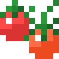 Tomato