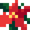 Poinsettia