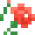 Carnation
