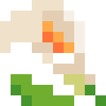Calla