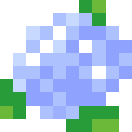Hydrangea