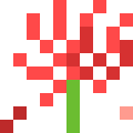 Red Spider Lily