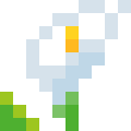 Calla Lily