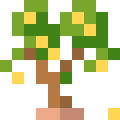 Quince Tree