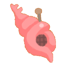 Mysterious Conch Shell